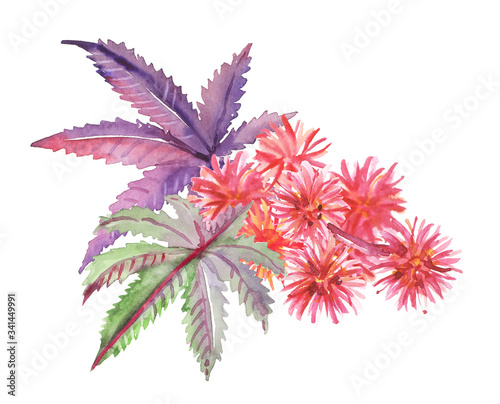 Watercolor hand painted castor plant leaves and flowers illustration isolated on white background © Salnikova Watercolor