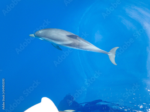 Striped dolphins swimming and playing in pristine blue water under a sailboat, Stenella coeruleoalba, in Mallorca, a balearic island, Spain.  Sunny day and clear water, on a whalewatching tour. © David