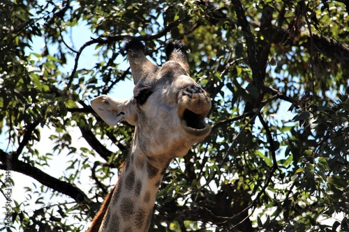 giraffe in the wild close-up