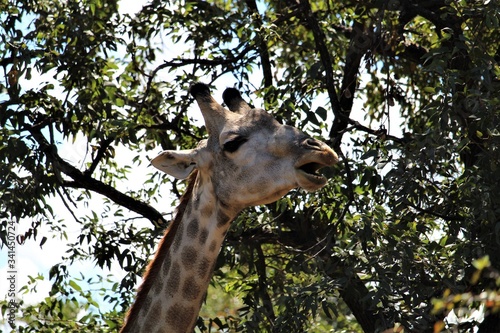 Photography giraffe in the wild close-up