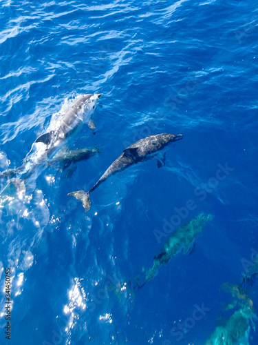 Striped dolphins swimming and playing in pristine blue water under a sailboat, Stenella coeruleoalba, in Mallorca, a balearic island, Spain.  Sunny day and clear water, on a whalewatching tour.