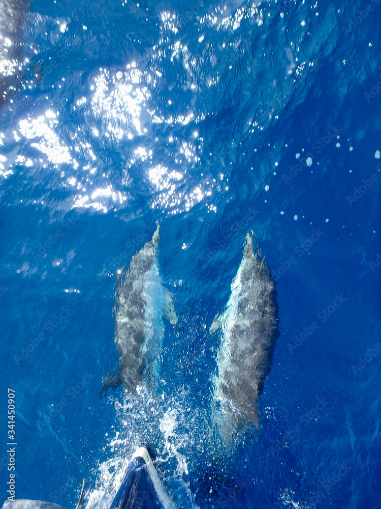Striped dolphins swimming and playing in pristine blue water under a sailboat, Stenella coeruleoalba, in Mallorca, a balearic island, Spain.  Sunny day and clear water, on a whalewatching tour.