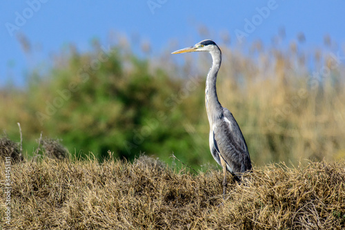 great blue heron in the grass