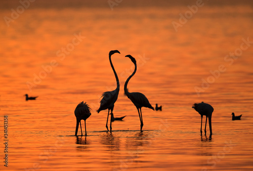 Greater Flamingos courtship in the the morning