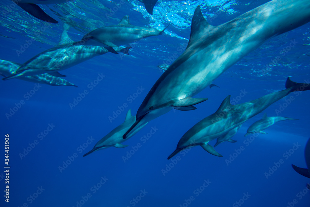 A family of wild dolphins playing in the clear ocean waters. Mauritius, Indian Ocean