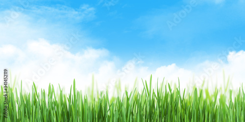 Abstract summer grass field and sky wide backdrop