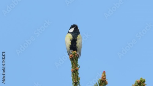 Great tit sitting on top of a spruce and singing