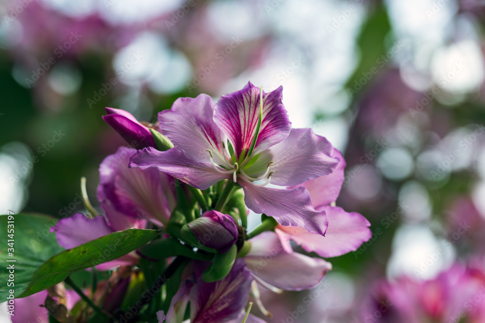 Fototapeta premium Beautiful pink flowers growing in the garden