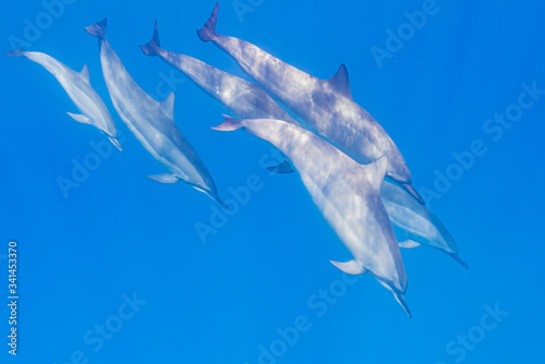 Pod of dolphins with baby dolphin diving from surface in clear blue ocean