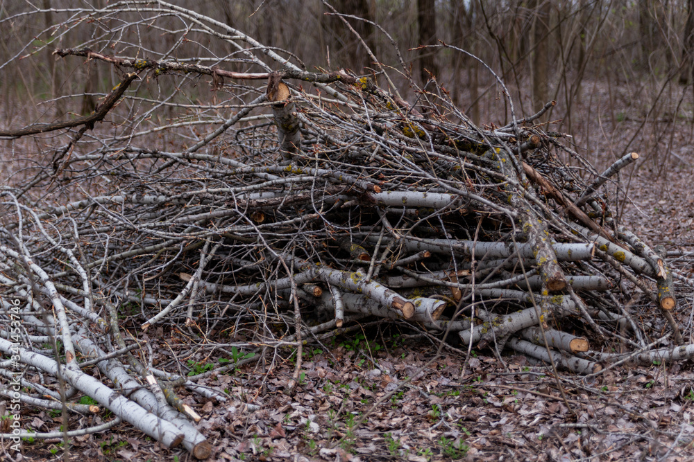 pruned tree branches in the forest in early spring pruned tree branches in the forest in early spring