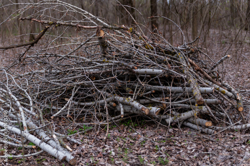 pruned tree branches in the forest in early spring