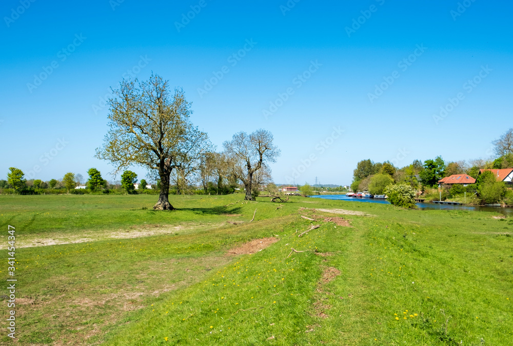 Big tree in a countryside landscape with a clear blue sky Big tree in a countryside landscape with a clear blue sky