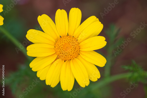 Garden camomile flowers  field with camomiles  camomile closeup  natural antiseptic. Chamomile close up. Chamomile medicinal plant on a sunny day. Blooming chamomile field natural herbal treatment.