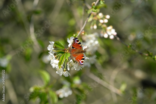 Schmetterling Tagpfauenauge auf weißer Blüte - Stockfoto