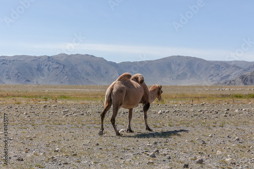 Camel in steppe with mountains in the background. Altai, Mongolia