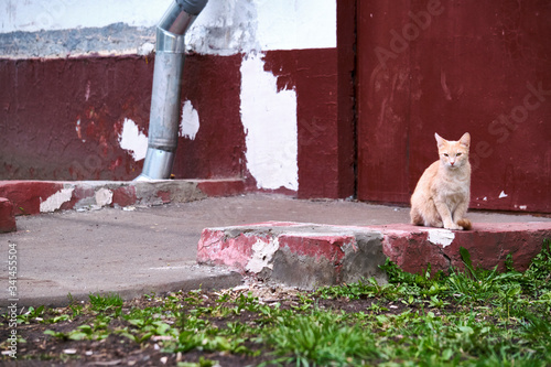 Red street cat sits at the door © LemPro Filming Life