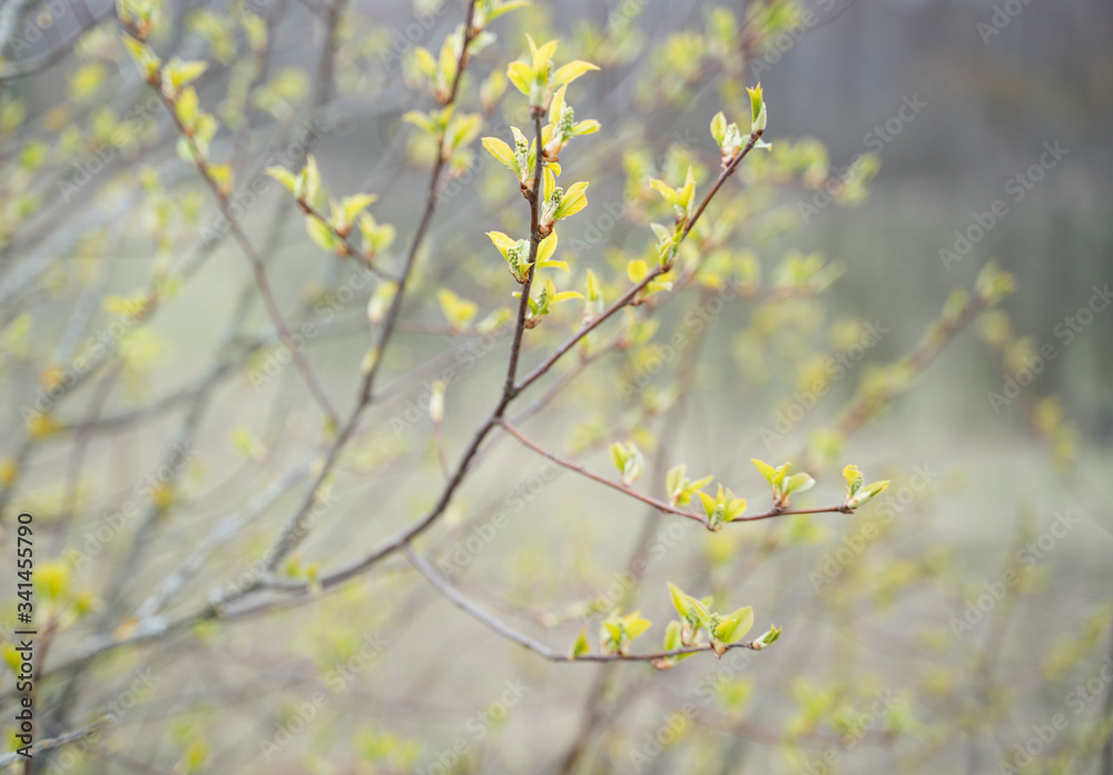 View of the bush branches in early spring View of the bush branches in early spring