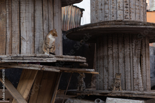 Photography street wild cats on wooden reels
