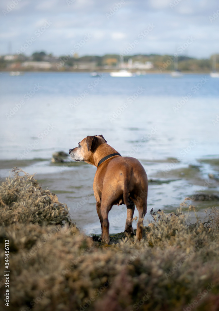 Staffordshire bull terrier dog in the nature Staffordshire bull terrier dog in the nature
