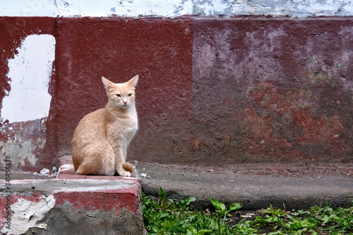 Red street cat sits on the kerb © LemPro Filming Life
