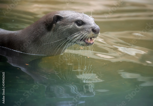 Portrait of an otter swimming in the water
