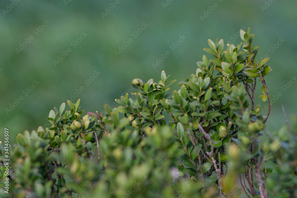 green bush on green background