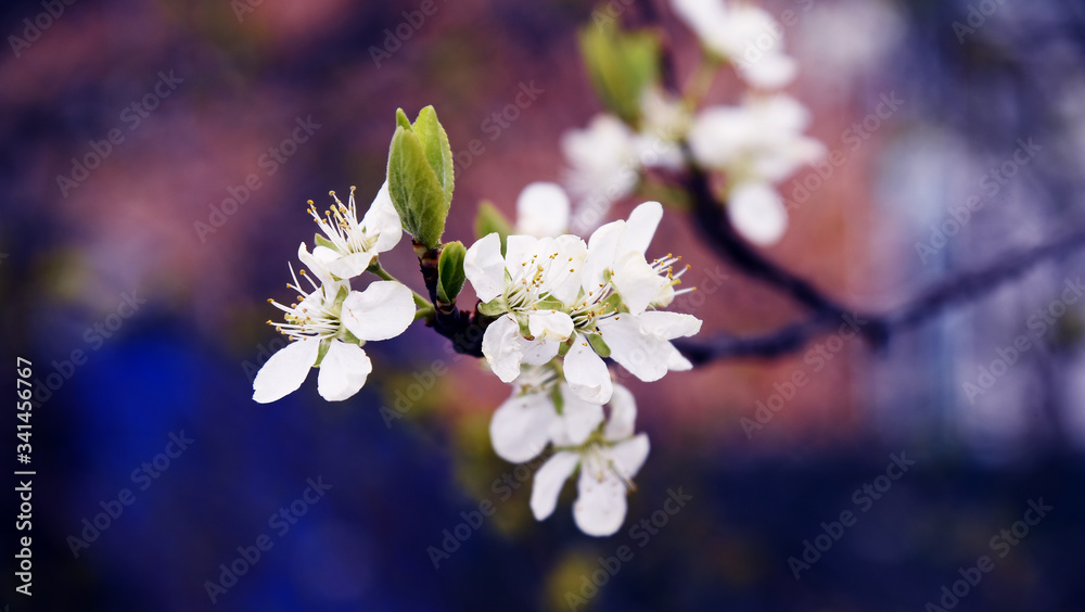 Spring flowering trees of cherries on dark blue background