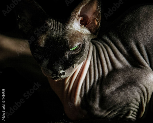 Portrait of Canadian sphinx with green eyes.