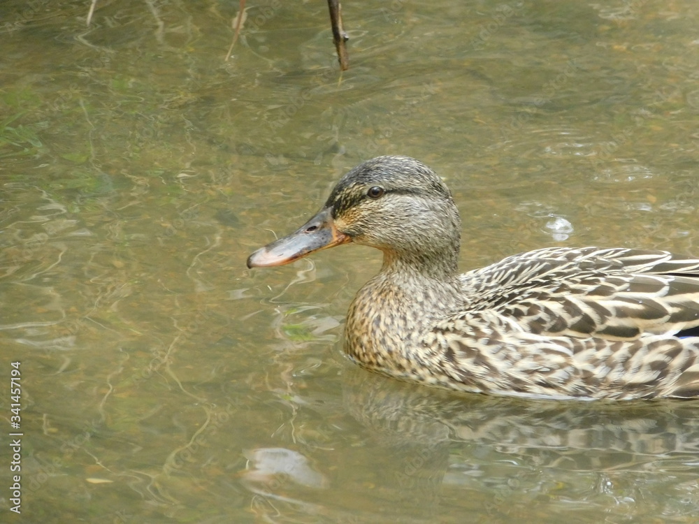 A Duck In a Pond. A Duck In a Pond.