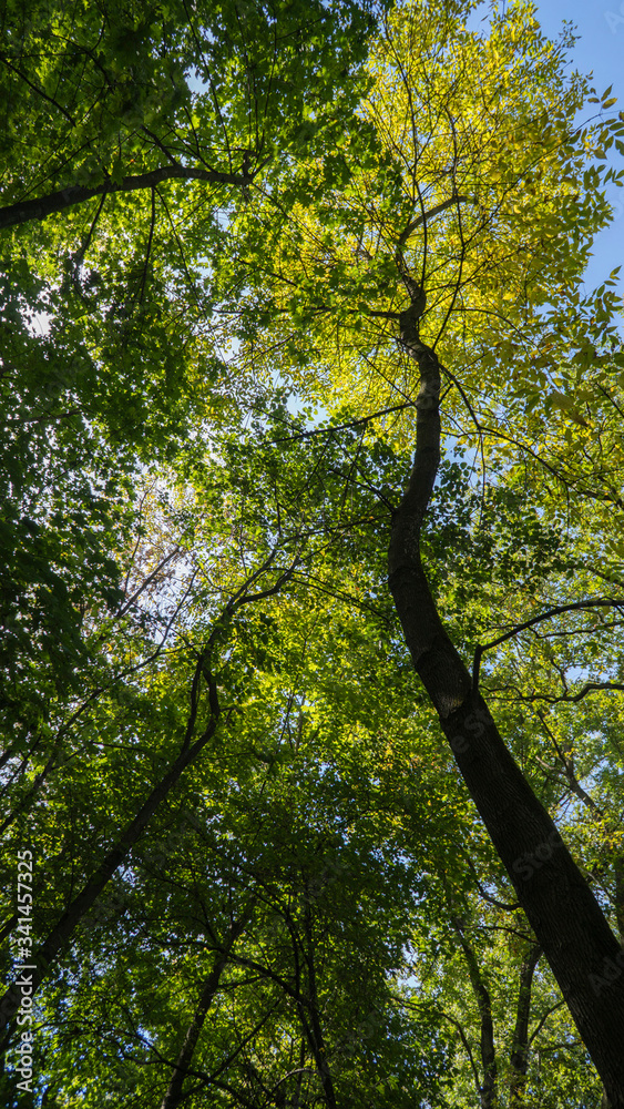 Fototapeta premium las latem