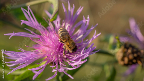 Kwiaty ostu na     ce wraz z pszczo  ami