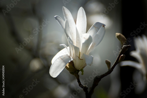 Magnolia white blossom tree flowers  close up branch  outdoor.
