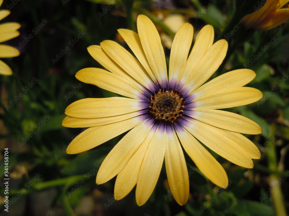yellow flower yellow flower