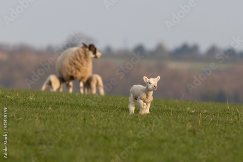A lamb running through a field with a soft focused sheep and lambs in the background