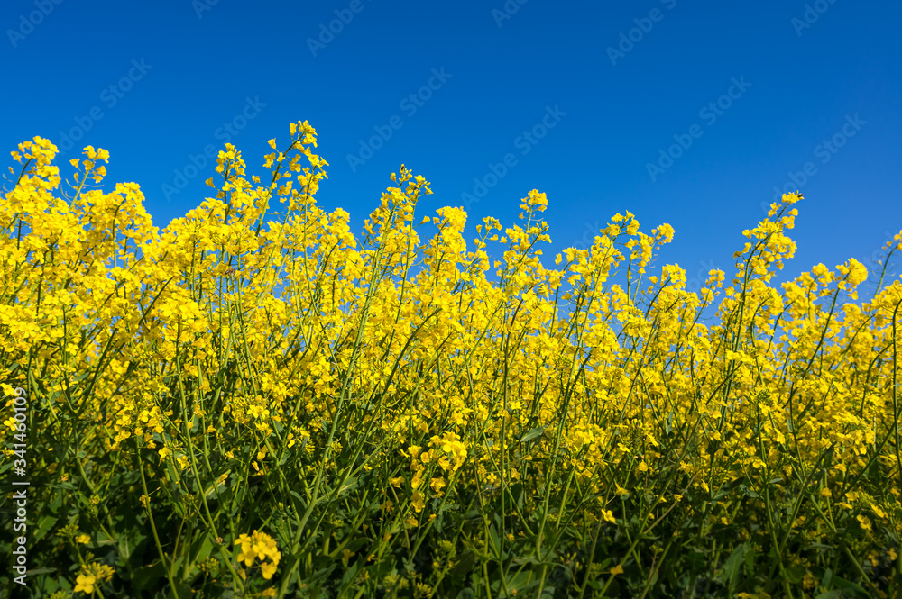 Rapsfeld mit strahlend blauem Himmel Rapsfeld mit strahlend blauem Himmel
