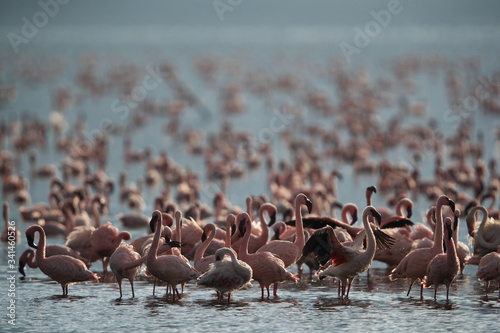 Lesser Flamingos near the bank of Lake Bagoria