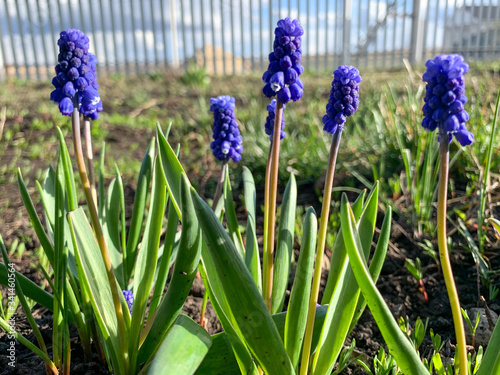 Muscari in the spring garden under the blue sky.