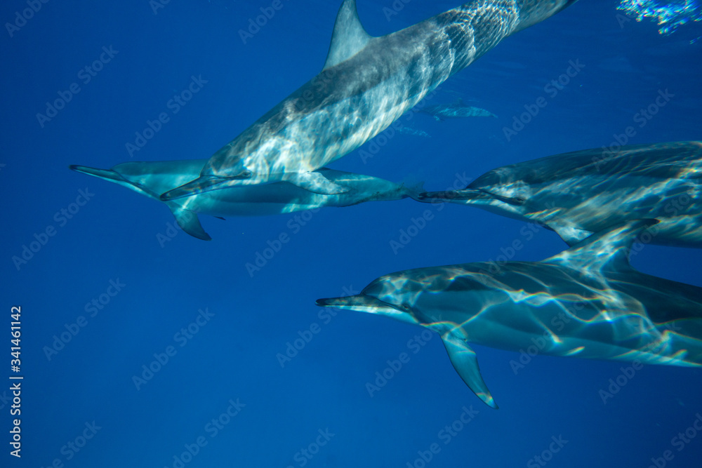 Fototapeta premium A family of wild dolphins playing in the clear ocean waters. Mauritius, Indian Ocean