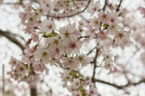 Cherry blossom flowers looking up