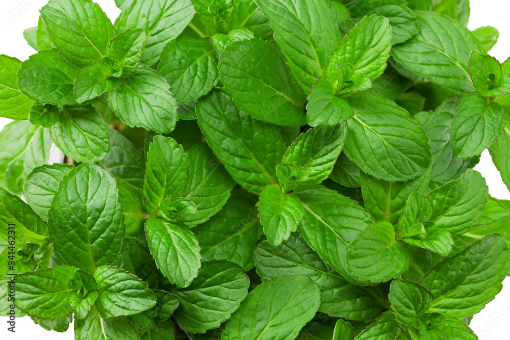 Fresh mint leaves isolated on white background. top view Fresh mint leaves isolated on white background. top view