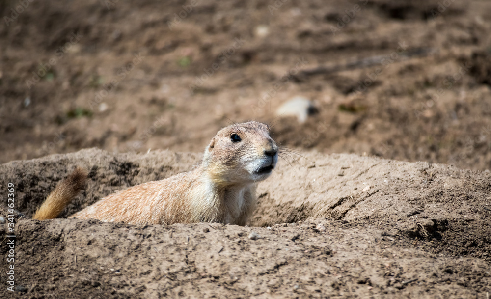 Prairie Dog in Cherry Creek State Park, Denver, Colorado Prairie Dog in Cherry Creek State Park, Denver, Colorado