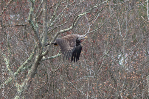 Bald Eagle photo