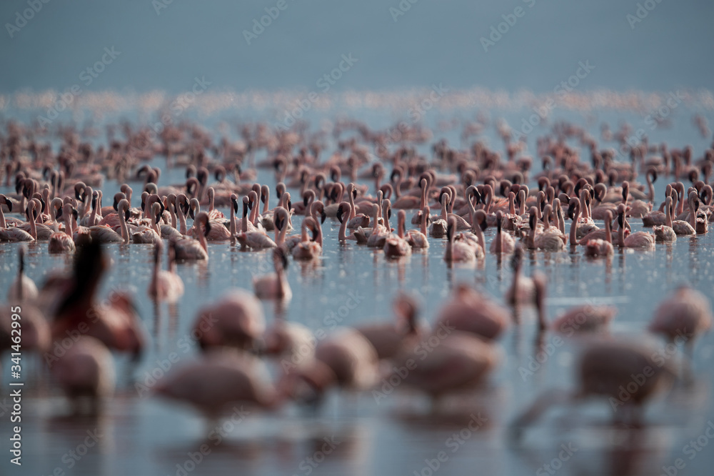 Fototapeta premium Lesser Flamingos at Lake Bagoria