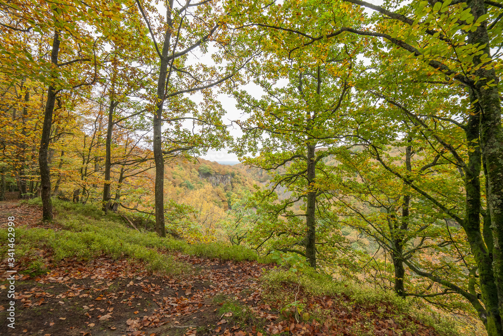 Scenic view of a beech wood in spring