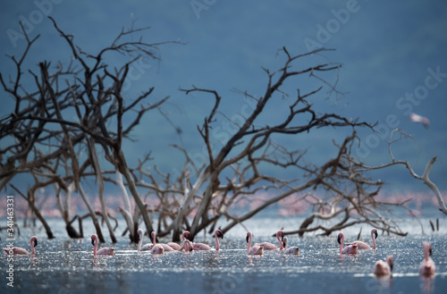 Lesser Flamingos witj beautiful background at Lake Bagoria photo