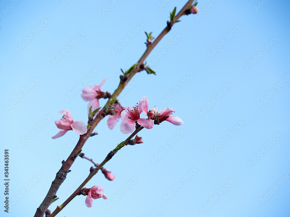 Pink cherry blossom on blue sky background Pink cherry blossom on blue sky background