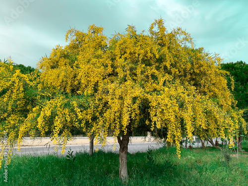Big yellow blooming mimosa tree spring flowers acacia dealbata