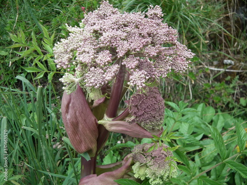 Wald-Engelwurz am Jenner