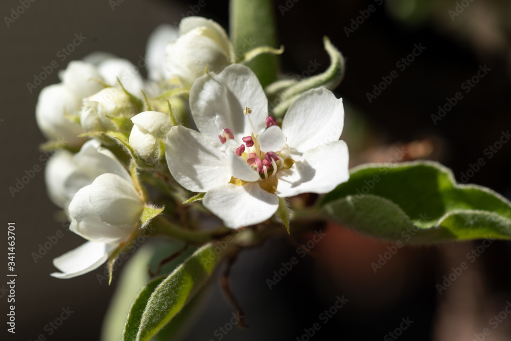 Blossoms on pear tree Blossoms on pear tree