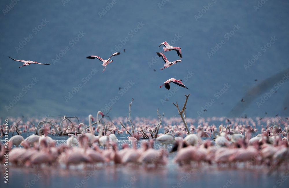 Fototapeta premium Lesser Flamingos flying at Bagoria Lake